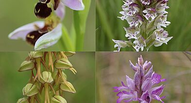 Vous aimez la nature ? Participez à l’inventaire des orchidées sauvages