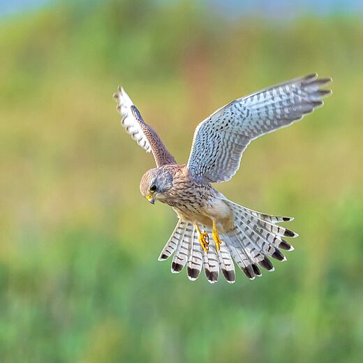Devenez acteur de la biodiversité : inventaire participatif du faucon crécerelle