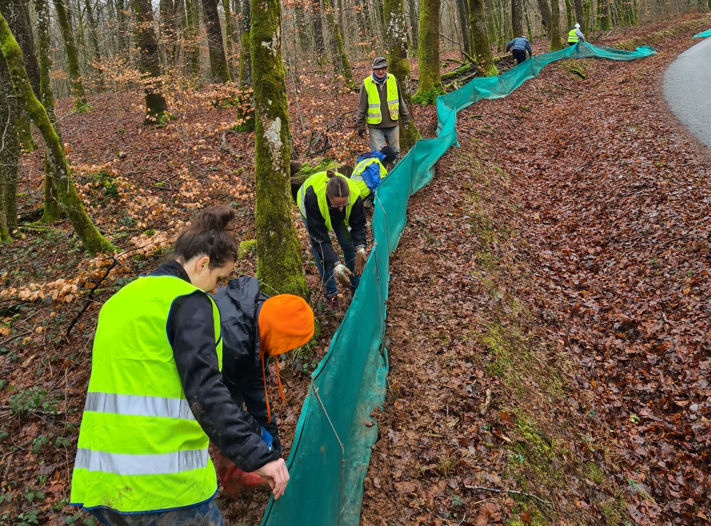Les grenouilles, tritons, salamandres et crapauds ont besoin de vous !